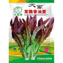 红油麦菜种子火锅蔬菜种籽种叶菜快菜小白菜种孑种籽四季春季盆栽
