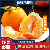 四川一级春见耙耙柑橘粑粑杷杷柑丑桔子新鲜水果现摘橘子橙子水果