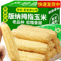 云南西双版纳拇指小玉米新鲜手指玉米香糯玉米早餐即食真空甜玉米