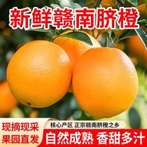 江西赣南脐橙新鲜甜橙子产地直发纸箱10斤装当季水果手剥果冻橙