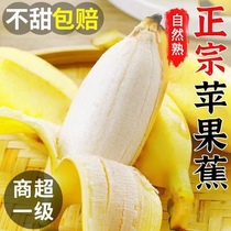 正宗苹果蕉新鲜自然熟9斤应当季整箱水果粉蕉小米芭蕉香蕉甜包邮