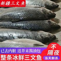 整条冰鲜三文鱼国产新疆虹鳟三文鱼冰鲜刺身生鱼片3-7斤送芥末