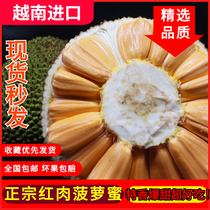 越南进口红肉菠萝蜜新鲜水果8-20斤一整个水果新鲜当季红