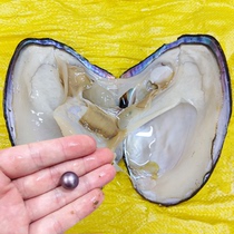6年圆形大单珠蚌天然淡水单颗自己开取妖紫色爱迪生鲜活珍珠蚌壳