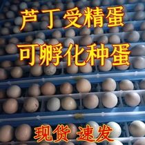 宠物鸡芦丁受精蛋可孵化种蛋德系礼服纯白观赏家养鸡受精孵化种蛋