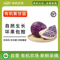 沈佳农有机紫甘蓝新鲜生吃紫包菜蔬菜配送榨汁生吃沙拉食材500g