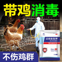 鸡圈消毒液养鸡场专用消毒液兽用过硫酸氢钾消毒剂鸡舍专用消毒液