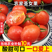 圣女果新鲜小番茄5斤水果柿子自然熟西红柿生吃樱桃千禧蔬菜包邮