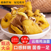 鸡油菌干货500克云南黄丝菌新鲜榆黄蘑干菇菌菇煲汤香菇菌磨菇类