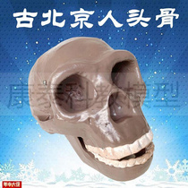 古猿人类头骨模型古代北京人颅骨克罗门安人奥尔都U文人斯蒂恩尼
