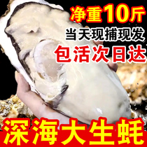 正宗鲜活乳山生蚝牡蛎新鲜包活超大特大肉海蛎子10斤海鲜水产包邮