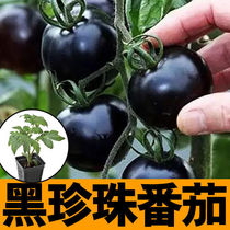 黑珍珠番茄苗秧带土种子小西红柿圣女果种籽超甜四季盆栽春秋