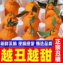 四川不知火丑橘新鲜水果当季整箱10斤丑八怪丑粑粑哭桔耙耙子柑
