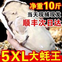 特大蚝王5XL鲜活乳山生蚝新鲜牡蛎超大肉海蛎子10斤海鲜水产包邮