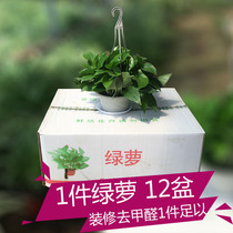特价绿萝整箱包邮净化空气的室内植物新房除味除甲醛的植物 盆栽