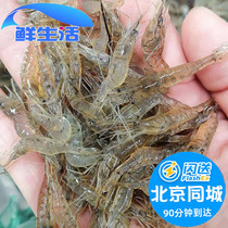 500g 仅限北京闪送 小河虾 新鲜 鲜活淡水海鲜水产活虾