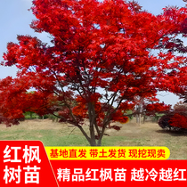 日本红枫树苗庭院美国原生红舞姬绿植四季花卉植物盆栽中国红小苗
