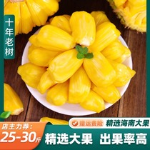 海南菠萝蜜新鲜水果黄肉干苞菠萝蜜一整个新鲜水果包邮整箱当季红