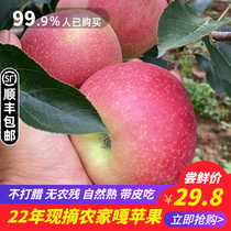2022农家现摘脆甜嘎啦小苹果孕妇吃美八红苹果新鲜水果整箱10斤装