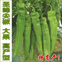 日本进口辣椒种子蔬菜太空树辣椒种籽巨型四季寿光春夏秋冬季种植