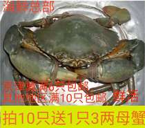 北京鲜活海螃蟹进口缅甸野生青蟹膏蟹满黄母蟹肉蟹大闸蟹4-4.5两