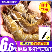 新鲜大虾鲜活海鲜水产鲜冻活虾冷冻海虾2030速冻鲜虾整箱虾类