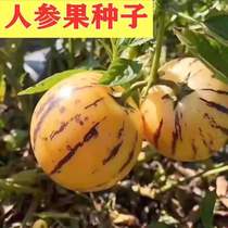 人参果种子人生果人身果苗子室内盆栽黄心圆果四季种植特色水果籽