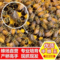 广东广州蜜蜂优质良种阿坝红环中蜂蜂王种王处女双色产卵强开产王