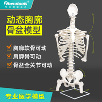 动态人体胸廓脊柱骨盆骨骼模型脊椎胸椎胸阔半身骨架康复关节可动