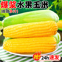 水果玉米新鲜爆浆甜玉米10斤生吃嫩苞谷即食香甜糯玉米棒子蔬菜