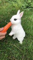 活体侏儒兔公主兔小型迷凤眼西施茶杯兔长不大宠物兔子活物荷兰兔