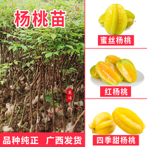 杨桃果树苗台湾四季蜜丝甜红杨桃苗嫁接苗南北方种植当年结果盆栽