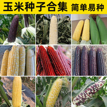 超甜水果玉米种籽非转基因甜玉米种子孑牛奶黑糯高产大田四季农业