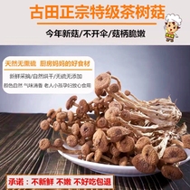 茶树菇干货特级不开伞500g新鲜菌菇类煲汤养生食材天然野生土特产