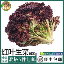 红叶生菜新鲜蔬菜沙拉罗莎紫叶生菜沙拉生吃食材烤肉西餐即食500g