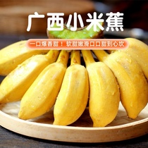 广西小米蕉新鲜香蕉10斤当季水果整箱自然熟非粉蕉海南皇帝蕉包邮