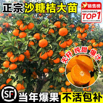 正宗广西沙糖桔子树苗带果砂糖橘子水果树果苗橙子盆栽南方种植柑
