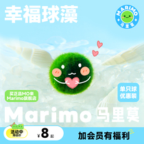 Marimo马里莫 幸福球藻 特别可爱水培海藻球炸毛球藻君好养绿植物