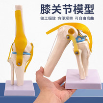 人体膝关节功能模型人体骨骼关节模型膝关节模型膝盖骨髌骨模型
