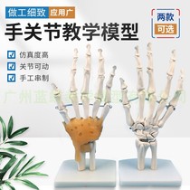 人体手骨 手关节附韧带模型 人体手指骨骼模型 手部手掌骨骼模型