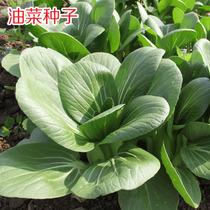 上海青菜种籽菜园小油菜种子质嫩四季盆栽秋冬菜种籽大田蔬菜种孑