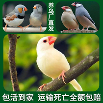 恒滋珍珠鸟活体观赏鸟灰白文鸟活鸟珍珠鸟可繁殖小型宠物可手养鸟