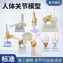 人体关节模型骨骼手肘腕 成人手掌骨骼 手关节附韧带肌肉医学教学