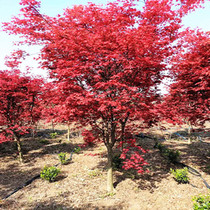 红枫树苗嫁接日本红枫小苗美国红枫苗庭院植物风景树盆栽绿化工程