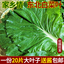 新鲜大白菜叶 东北农家蔬菜包饭包白菜叶子蘸酱菜现摘现发20个叶