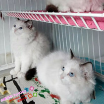 布偶猫活体布偶猫纯种布偶猫双色布偶猫舍布偶猫幼猫活体g
