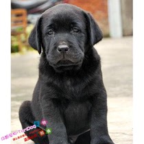 纯种拉布拉多幼犬纯黑色纯种狗狗支持支付宝交易公母都有g