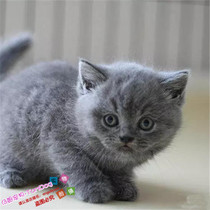 赛级繁育蓝猫幼崽英短蓝猫活体宠物猫英国短毛猫蓝猫幼猫纯种猫g