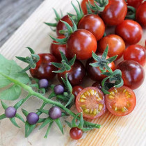 进口蕃茄种子蔬果种子 /黄瓜/羊角蜜/蔬菜盆栽发芽率高番茄