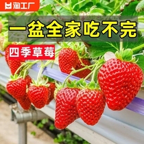 奶油草莓苗盆栽可食用带盆带土阳台冬季新秧种籽子四季结果种植